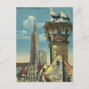 Vintage France, Strassbourg, Stork nests 1930 Postcard