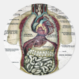 Vintage French Anatomy Sticker
