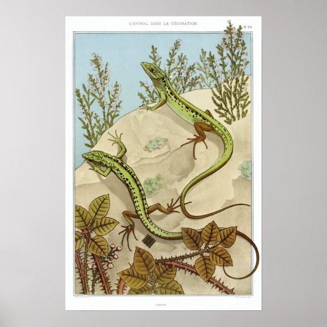 Vintage French Lizard Illustration Poster (Front)
