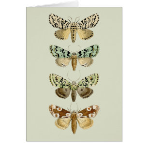 Vintage French Moths