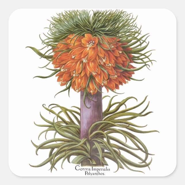 Vintage Fritillaria Flowers by Basilius Besler Square Sticker (Front)