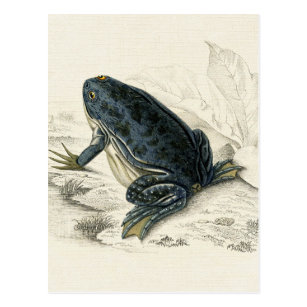 Vintage Frog Postcards | Zazzle AU