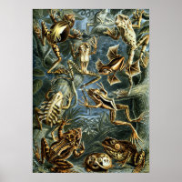 Vintage Frogs by Ernst Haeckel
