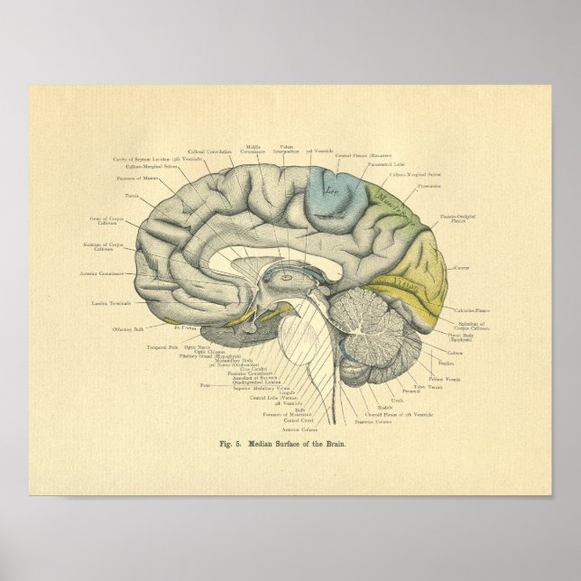 Vintage Frohse Anatomical Brain Median Surface Poster (Front)