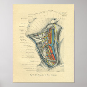 Vintage Frohse Anatomical Lateral Neck Poster