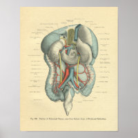 Vintage Frohse Anatomy Intestines Organs