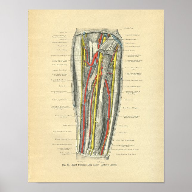 Vintage Frohse Anatomy of Forearm Poster (Front)