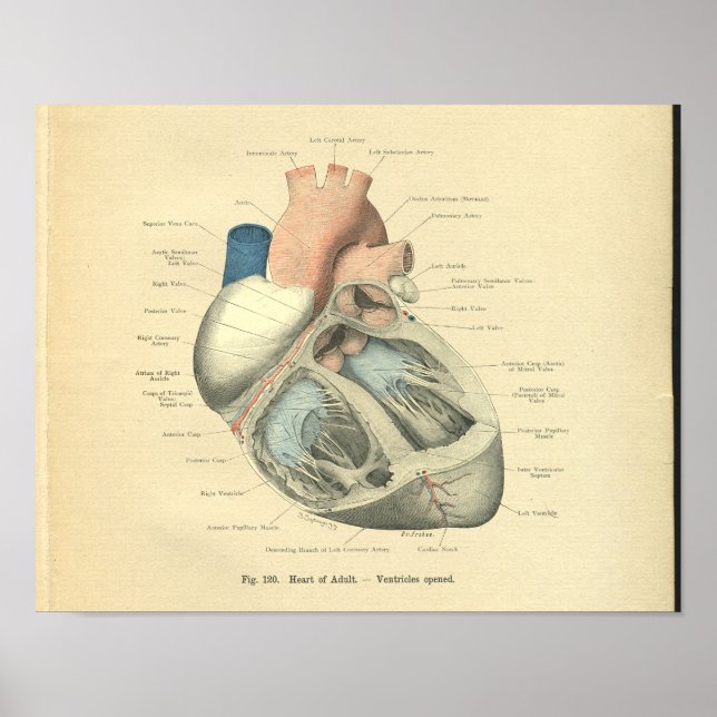 Vintage Frohse Anatomy of Human Heart Poster (Front)