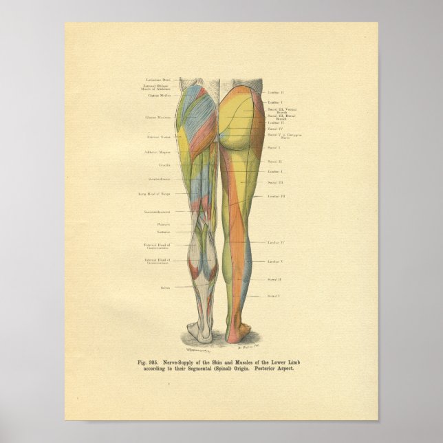 Vintage Frohse Leg Nerve Innervation Print (Front)
