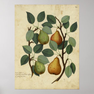 Vintage Fruit Botanical Poster Pear Illustration