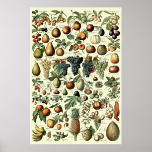 Vintage Fruit by Adolphe Millot Poster