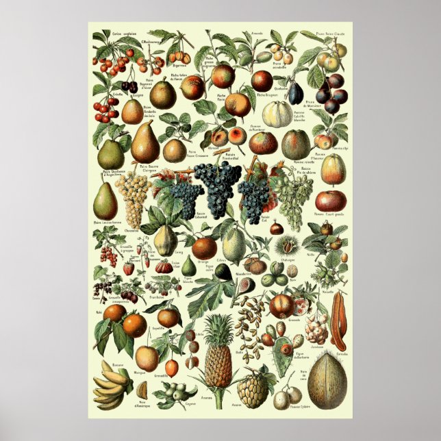 Vintage Fruit by Adolphe Millot Poster (Front)