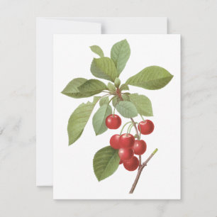 Vintage Fruit, Cherries by Redoute Invitation