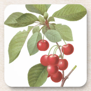 Vintage Fruit Cherry Food, Cherries by Redoute Coaster