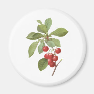 Vintage Fruit Cherry Food, Cherries by Redoute Magnet