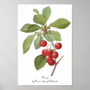 Vintage Fruit Cherry Food, Cherries by Redoute Poster
