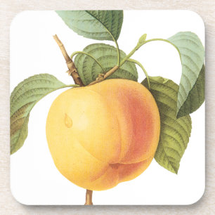Vintage Fruit Food, Calville Apple by Redoute Coaster