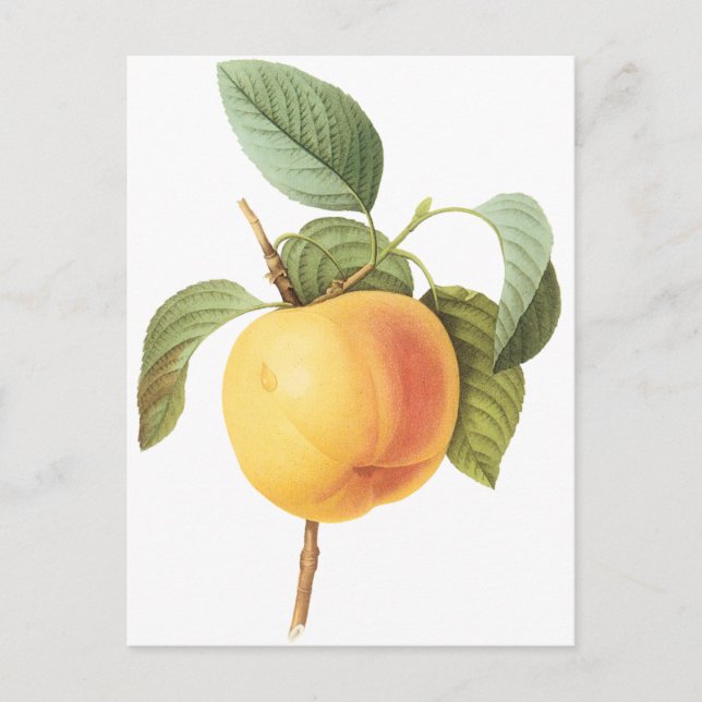 Vintage Fruit Food, Calville Apple by Redoute Postcard (Front)