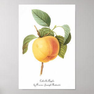 Vintage Fruit Food, Calville Apple by Redoute Poster
