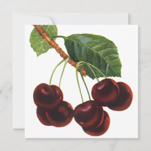 Vintage Fruit Foods, Ripe Cherries from a Tree