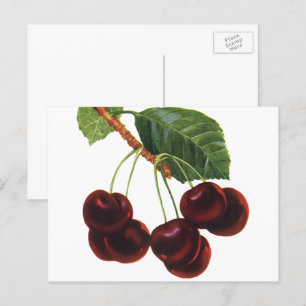 Vintage Fruit Foods, Ripe Cherries from a Tree Postcard