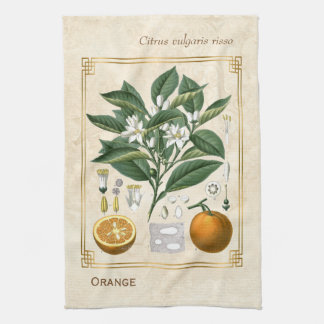 Vintage Fruit Illustration Orange Botanical Art Tea Towel
