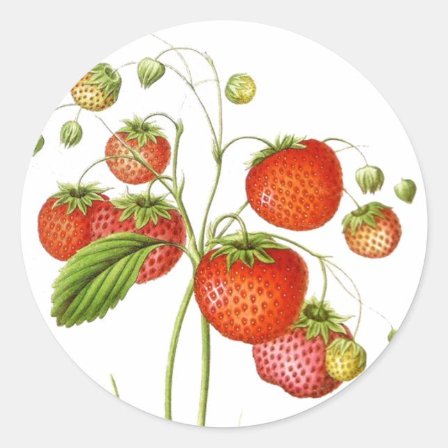 Vintage Fruit Stickers (Front)