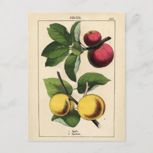 Vintage Fruits Botanical Print Postcard