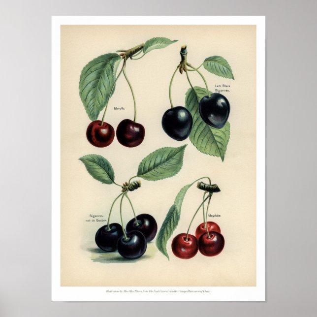 Vintage Fruits poster - Cherry (Front)