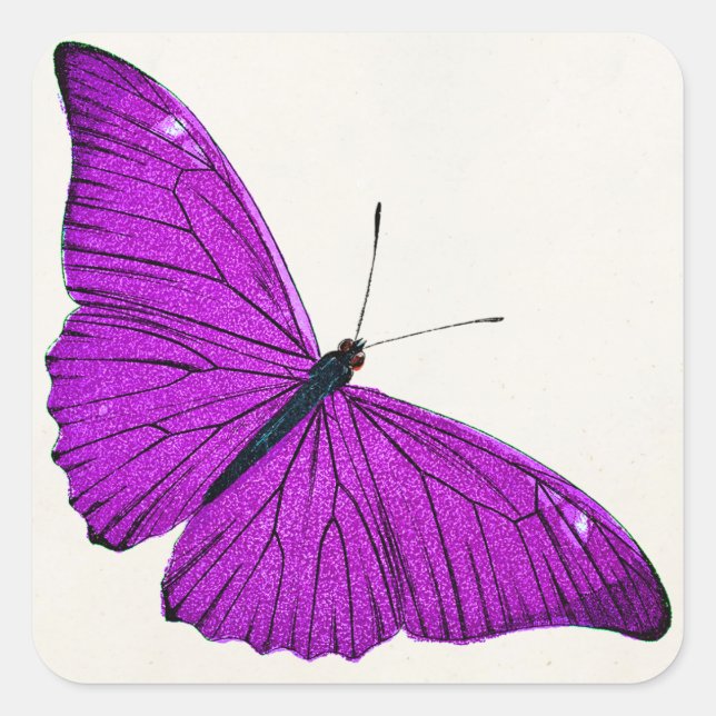 Vintage Fuchsia Purple Butterfly 1800 Illustration Square Sticker (Front)