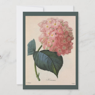 Vintage Garden Flowers, Pink Hydrangea Hortensia