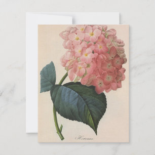 Vintage Garden Flowers, Pink Hydrangea Hortensia