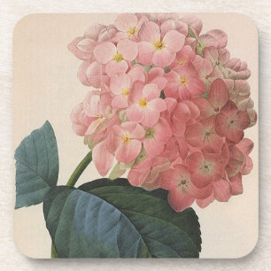Vintage Garden Flowers, Pink Hydrangea Hortensia Coaster