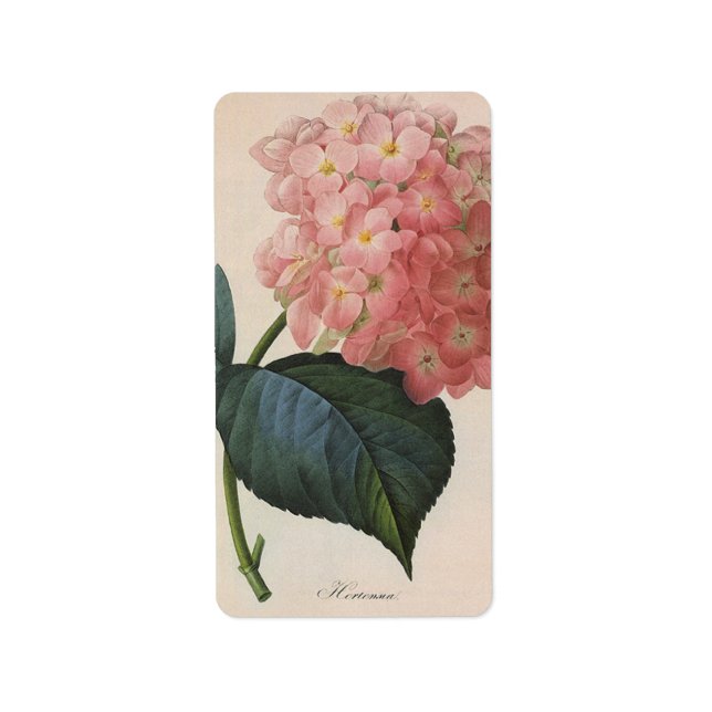 Vintage Garden Flowers, Pink Hydrangea Hortensia Label (Front)