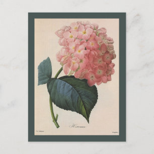 Vintage Garden Flowers, Pink Hydrangea Hortensia Postcard