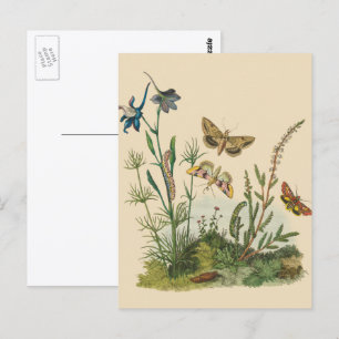 Vintage Garden Insects, Butterflies, Caterpillars Postcard