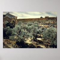 Vintage Garden of Gethsemane Jerusalem Israel