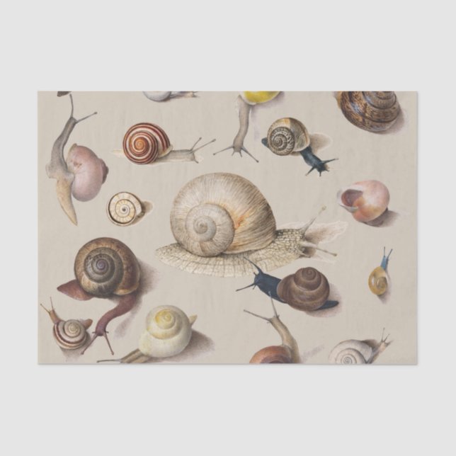 Vintage Garden Snails Scientific Illustration Tissue Paper (Front)