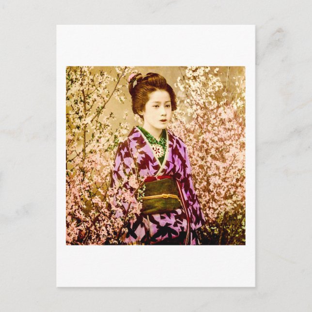 Vintage Geisha Posing in Cherry Blossoms Postcard (Front)