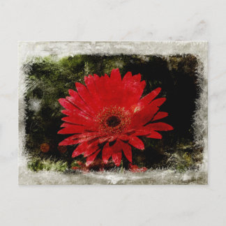 Vintage Gerber Daisy Postcard