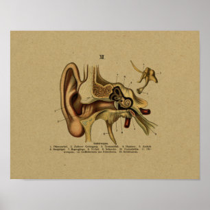 Vintage German Anatomy Ear Print