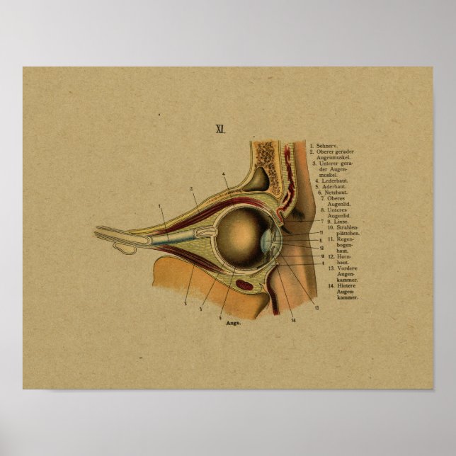 Vintage German Anatomy Eye Print (Front)