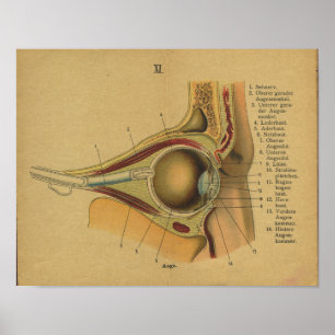 Vintage German Anatomy Print Eye