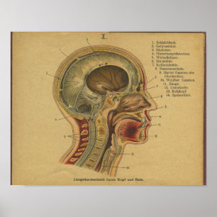 Vintage German Anatomy Print Head Neck