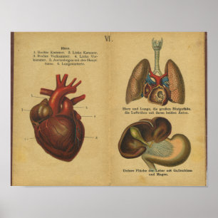 Vintage German Anatomy Print Internal Organs