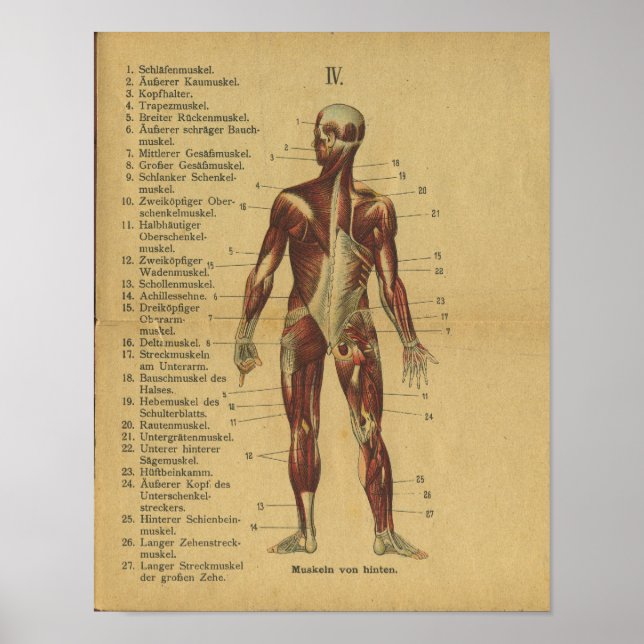 Vintage German Anatomy Print Muscles (Front)