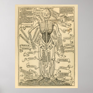 Vintage German Anatomy Print of Bones Skeleton