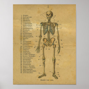 Vintage German Anatomy Print Skeleton