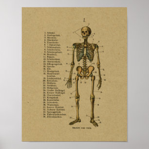 Vintage German Anatomy Skeleton Print