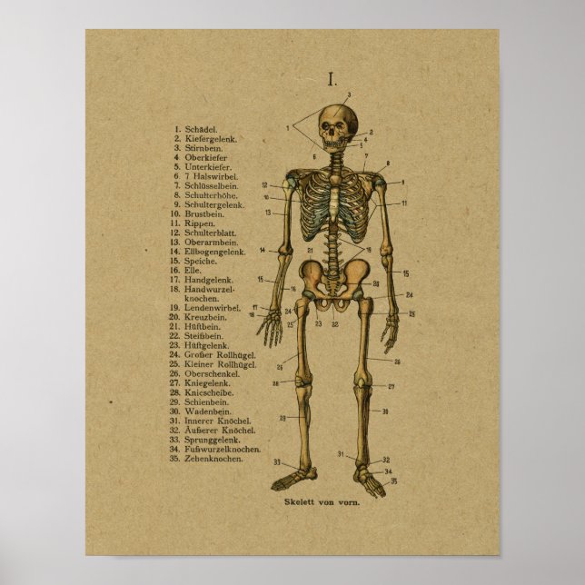 Vintage German Anatomy Skeleton Print (Front)